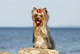 YORKSHIRE TERRIER 328